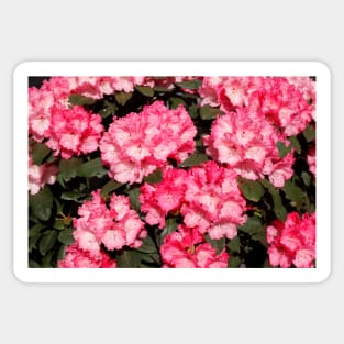 Pink Rhododendron Flower, Close-Up, Germany Sticker